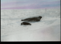 Image of Harp seal and small dark seal